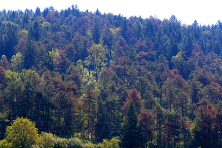 SUŠENJE DREVES ILUSTRACIJA 04 FOTO LJUBO VUKELIČ